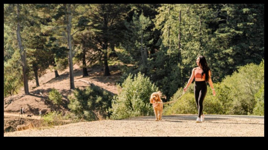 Parkta Yürüyüş Köpeğinizle Açık Hava Maceralarını Keşfedin