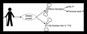 Yüksek Proteinli Diyetler Kemik Sağlığını Nasıl Etkiler?